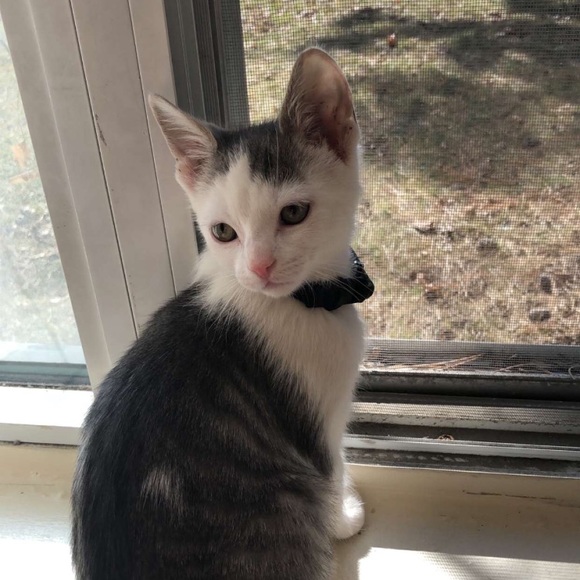 Meet your Posher, Amira - Picture 1 of 1